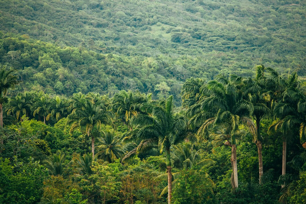 deforestation in amazon
